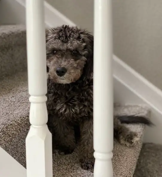 How to Fix Squeaky Stairs