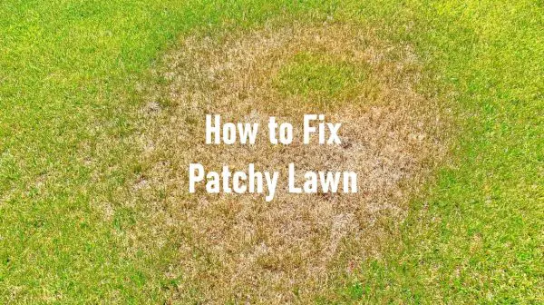 How to Fix a Patchy Lawn: Expert Tips and Tricks for a Lush Green Yard