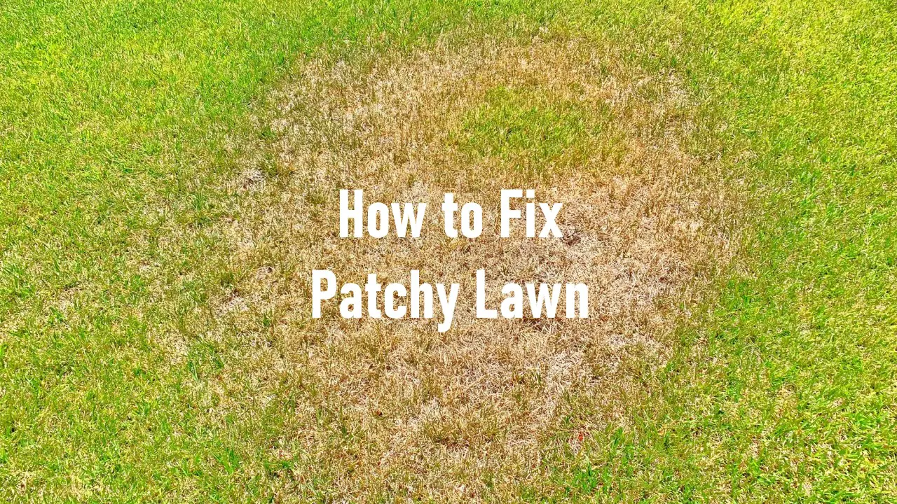 How to Fix a Patchy Lawn