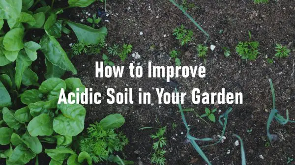 How to Improve Acidic Soil in Your Garden