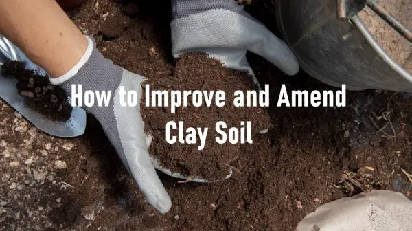 How to Improve and Amend Clay Soil: Expert Tips for Optimal Results