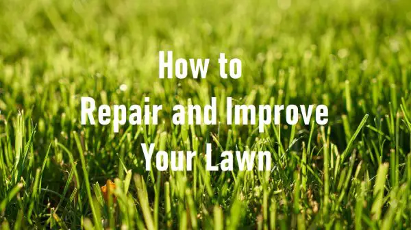 How to Repair and Improve Your Lawn