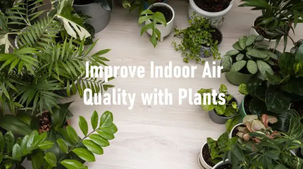 Improve Indoor Air Quality with Plants