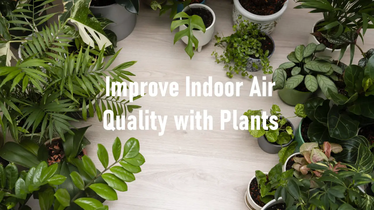 Improve Indoor Air Quality with Plants