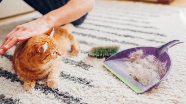 Do carpet rakes work for pet hair?