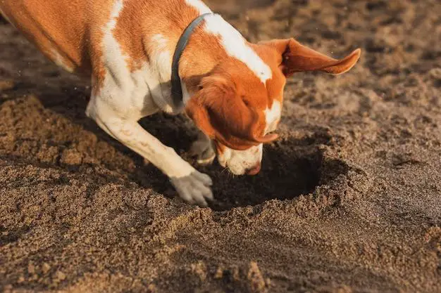 Do coffee grounds stop dogs digging