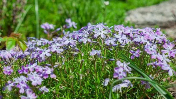 What is the ground cover with purple flowers?