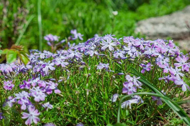 What is the ground cover with purple flowers