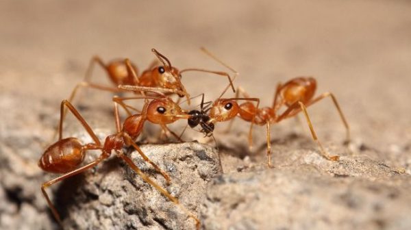 Are fire ants and carpenter ants the same?