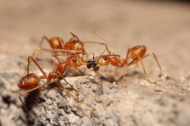 Are fire ants and carpenter ants the same