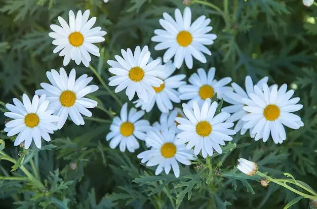 What are the white flowers that look like a daisy