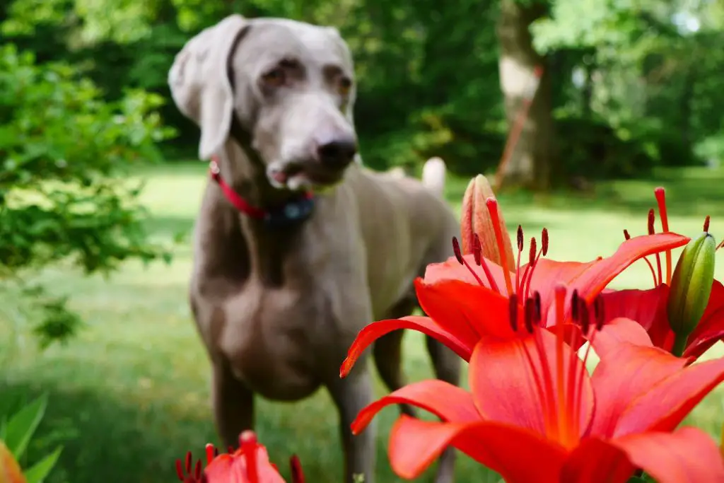 Which lily is poisonous to dogs