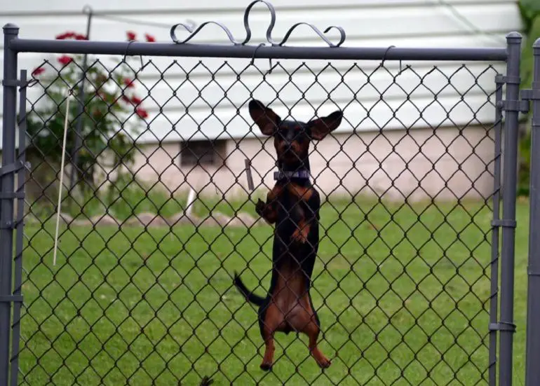 What to put on top of chain link fence to keep a dog from jumping