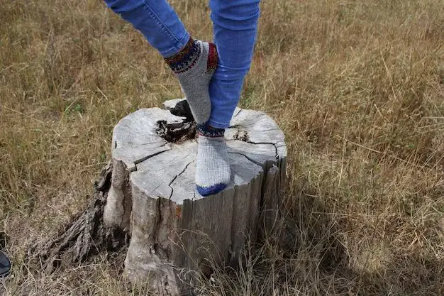 What is the fastest easiest way to remove a tree stump