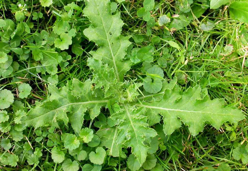 What will kill thistles but not grass