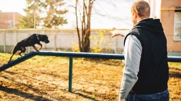 How do you keep a small dog in a fence?