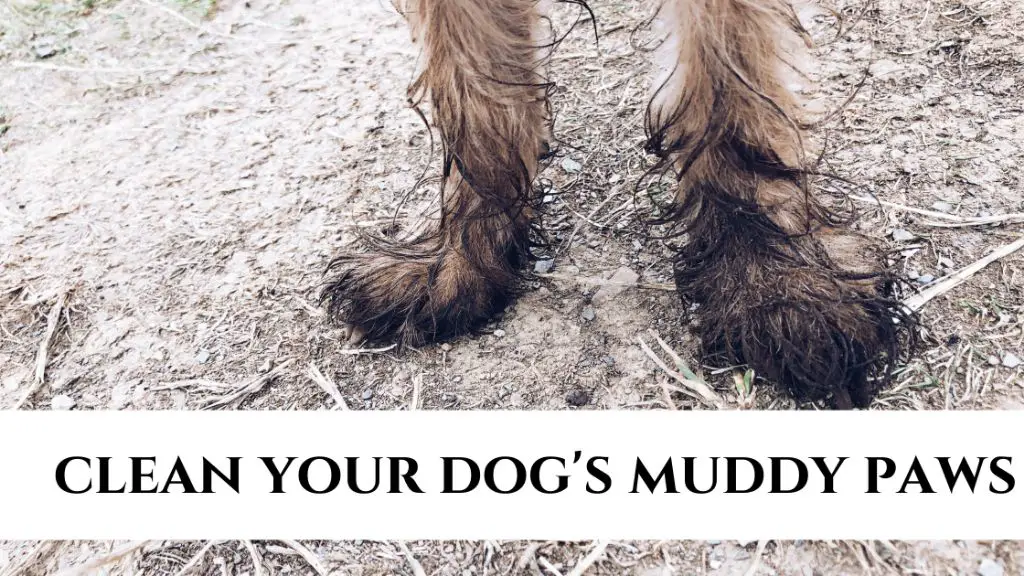 How do I protect my dog's paws from mud