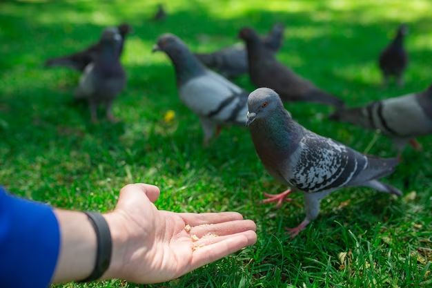 What is the best thing to keep birds away