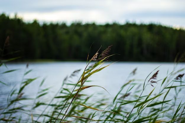 How do you get rid of weeds in a lake