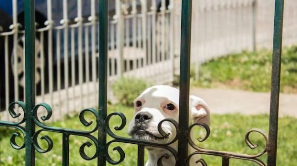 How tall of a gate should I get for my dog?