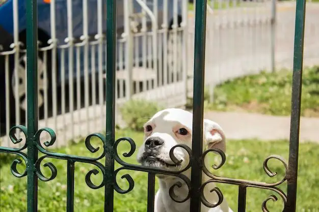 How tall of a gate should I get for my dog