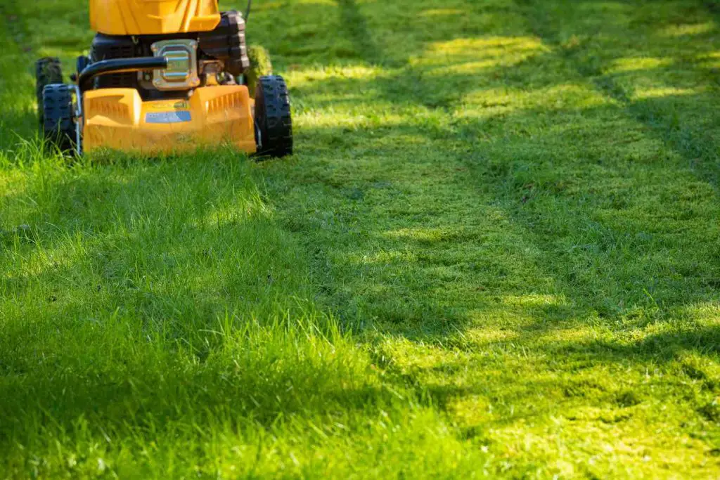 How often should you mow your lawn in Virginia