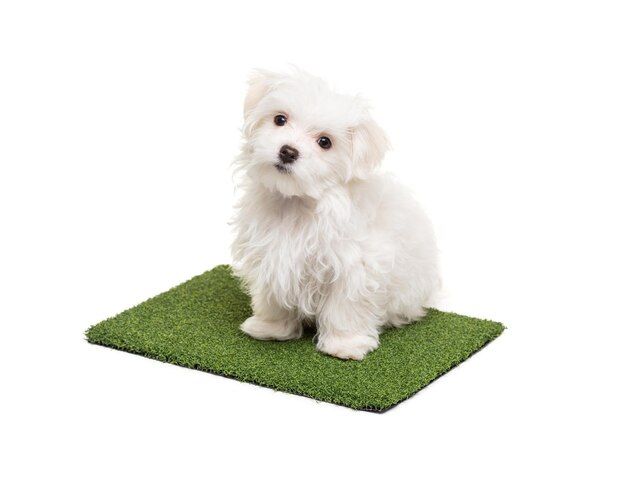 Is artificial grass OK for puppies