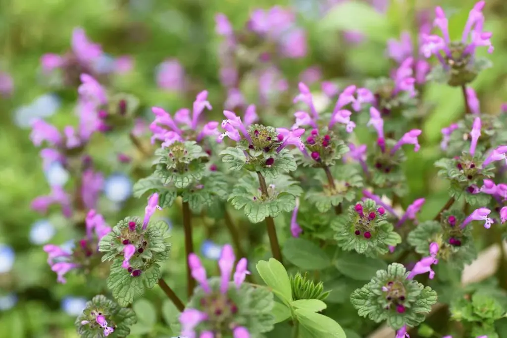 How do you get rid of henbit naturally