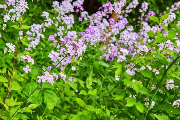 Is Dame's Rocket Wild Phlox