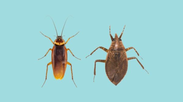 How do you tell if it’s a roach or a water bug?