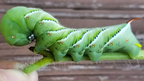 What is the lifespan of a tomato hornworm?