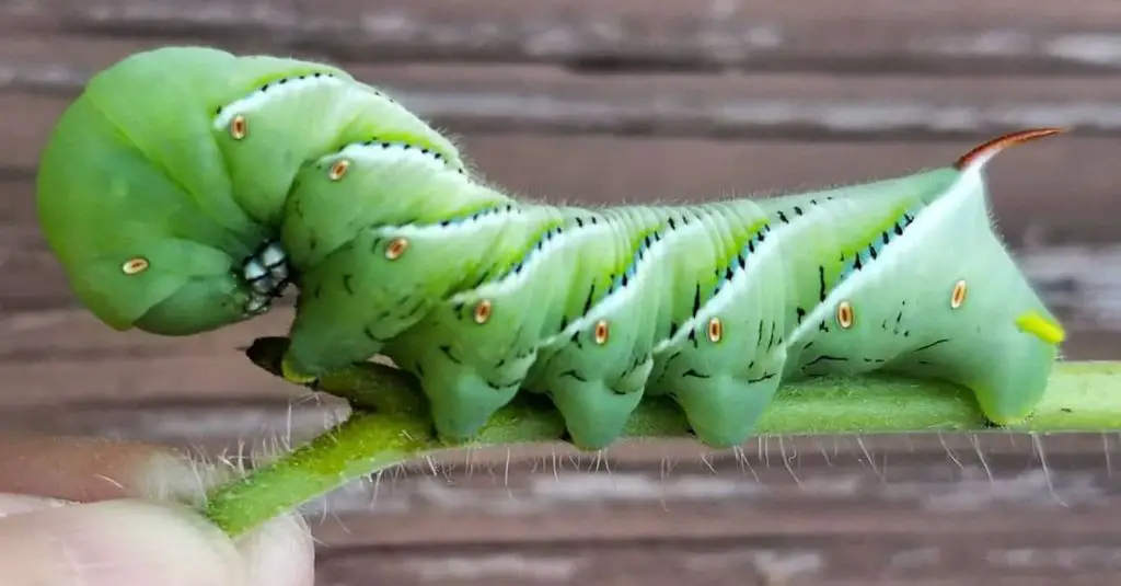 What is the lifespan of a tomato hornworm