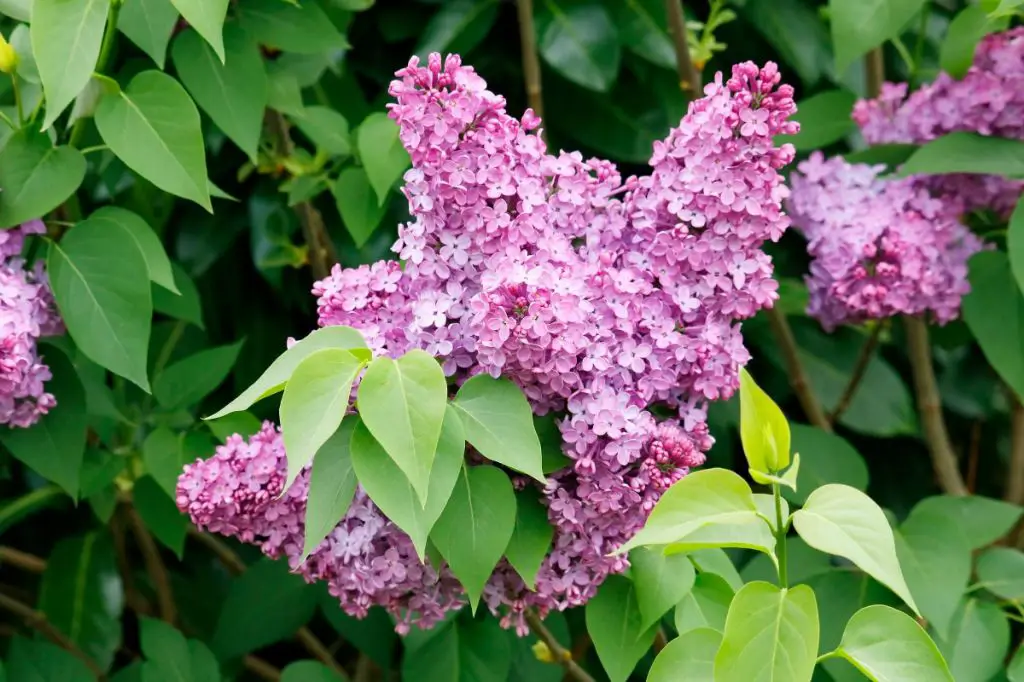 Is there a difference between a lilac tree and a lilac bush