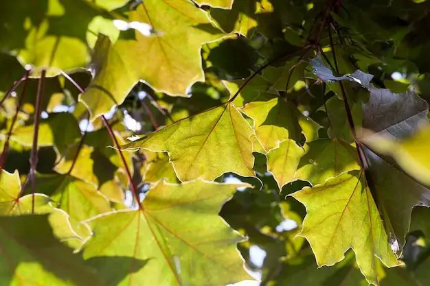 What do I need to know before planting a maple tree