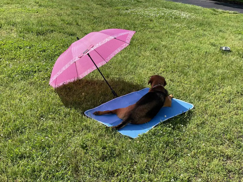 Do dog cooling mats work outside