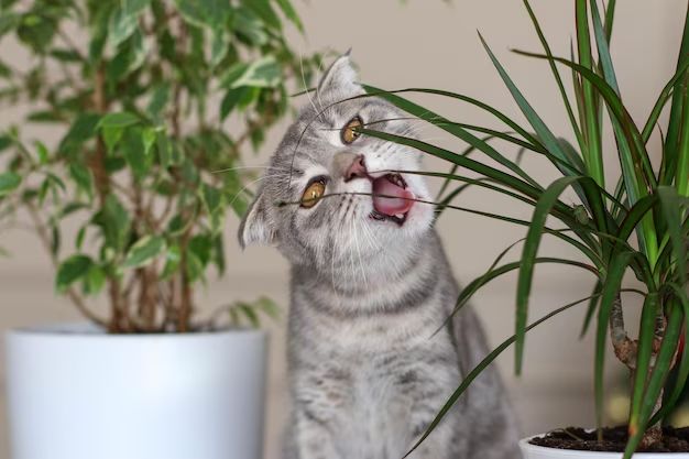 What happens if my cat eats a Dracena