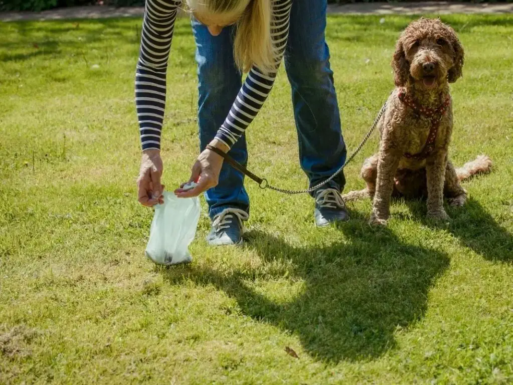 What can I do about neighbors dog pooping in my yard