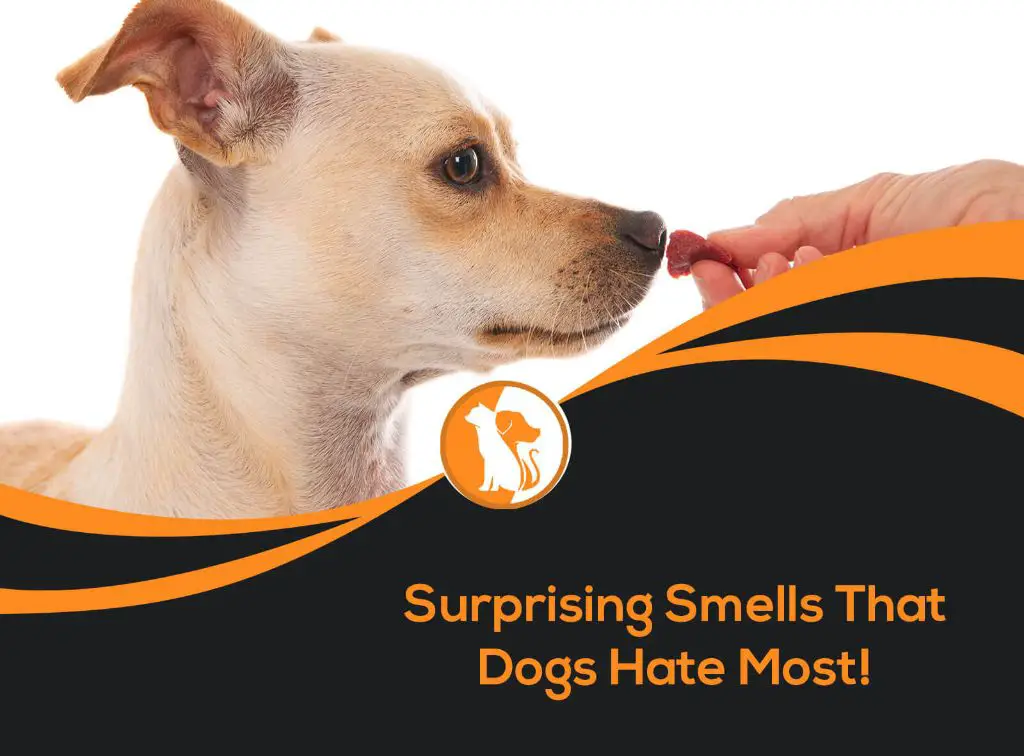 What smell do dogs hate to stop digging