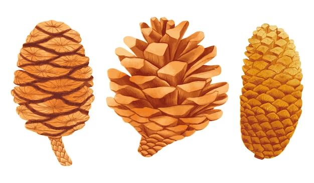 What is the easiest way to pick up pine cones