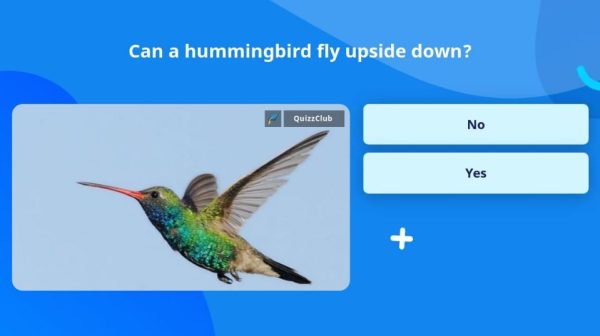 Can a hummingbird fly upside down?