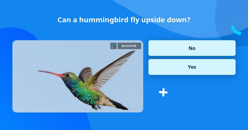 Can a hummingbird fly upside down