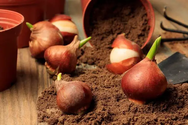 Can you plant the bulbs of a potted tulip