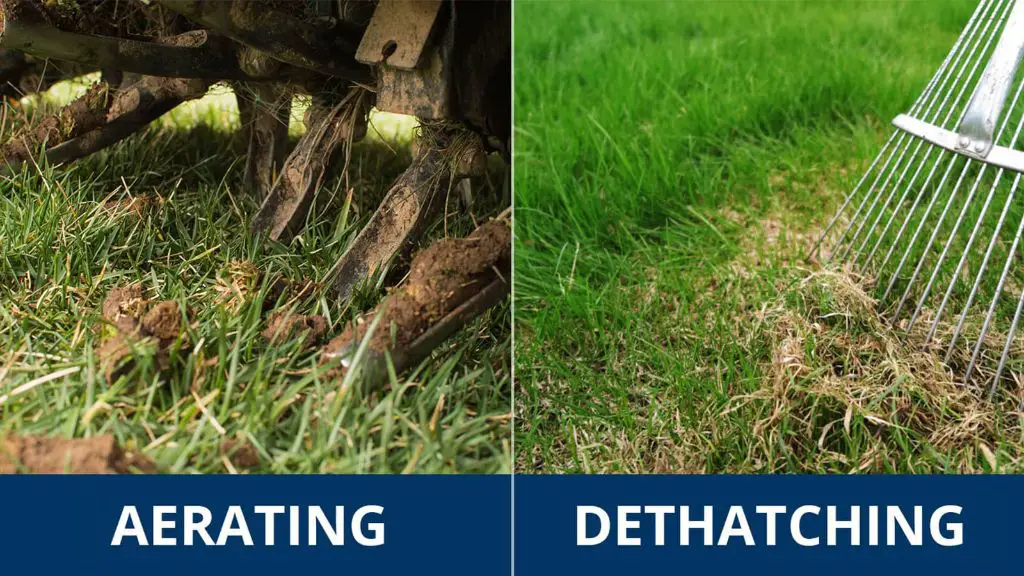 Should I dethatch or aerate my lawn