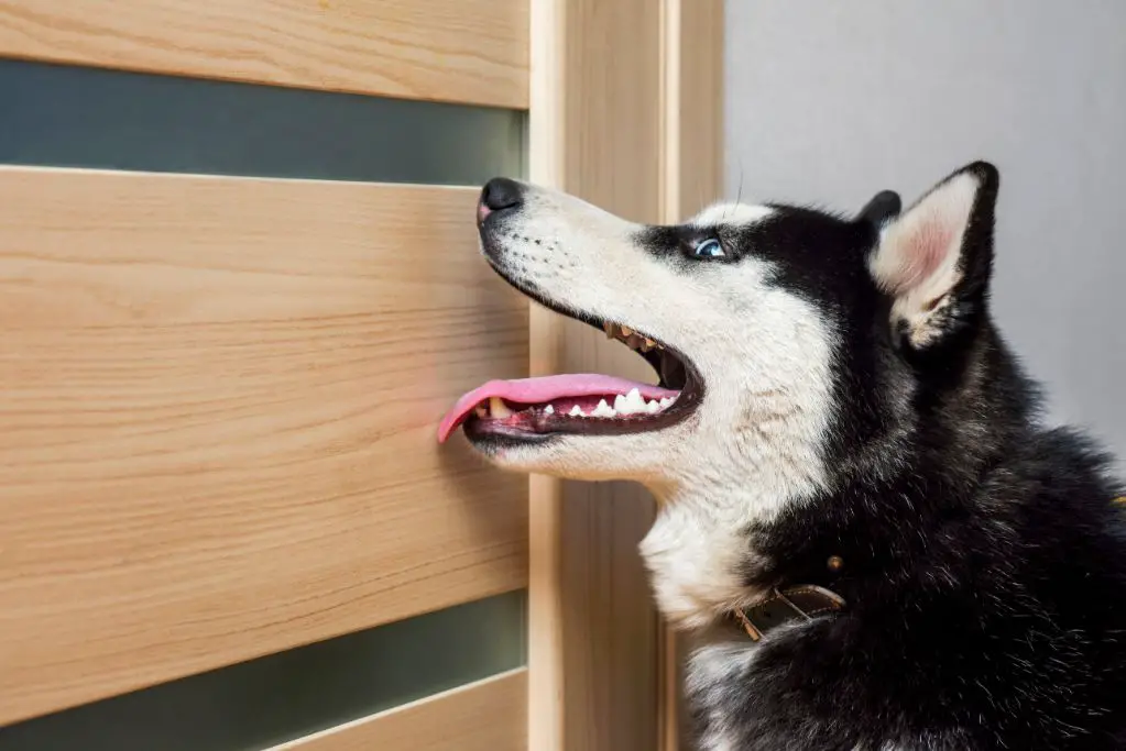 How do you fix dog scratches on wood door trim