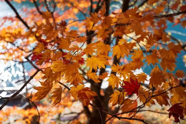 What type of tree has orange leaves