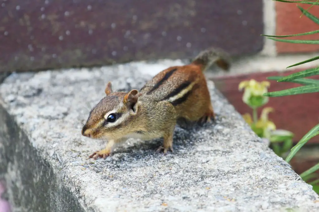 What is the easiest way to get rid of chipmunks