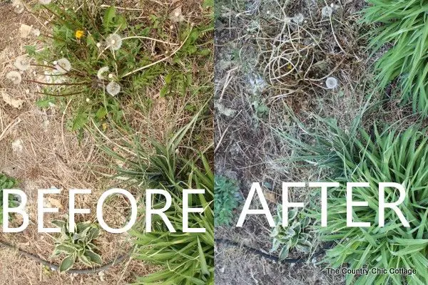 What weed killer kills weeds but not flowers