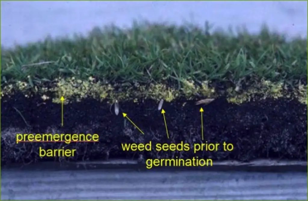 What is the most effective pre-emergent herbicide