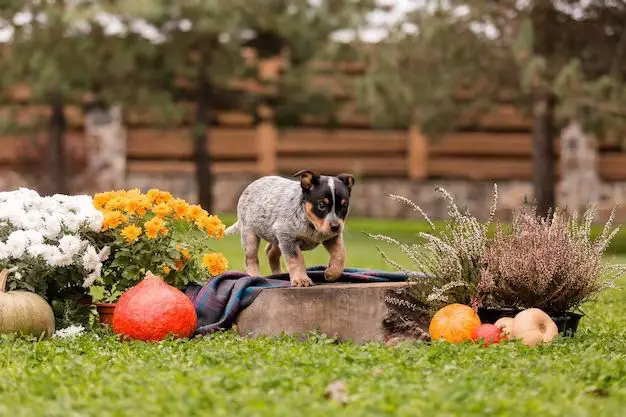 What can I put around my garden to keep dogs out