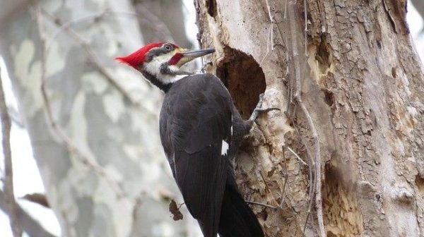 How do you keep woodpeckers out of your siding?